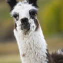 alpaca1