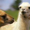 llama