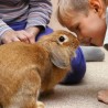 rabbit