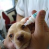 vet