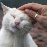whitecat